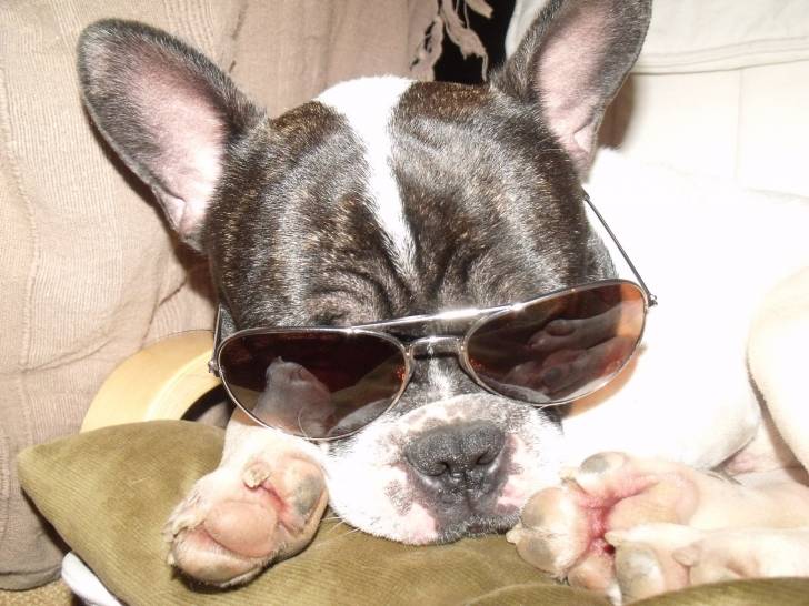 Félix - Bouledogue Français Mâle (1 an)