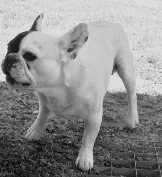 pablo - Bouledogue Français (3 mois)