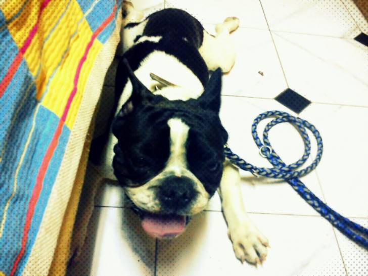 Rocky - Bouledogue Français Mâle (3 ans)