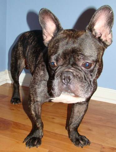 rowdy - Bouledogue Français Mâle (5 ans)