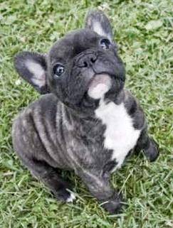 Lili - Bouledogue Français (9 mois)