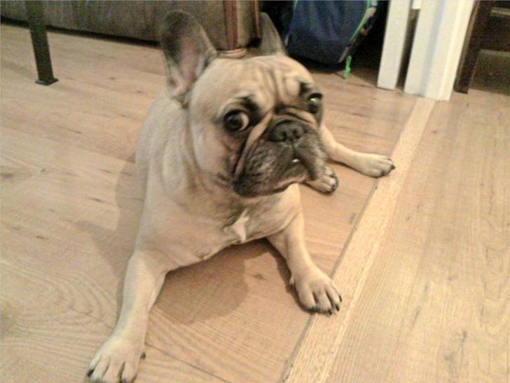 Cléopâtre - Bouledogue Français (3 ans)