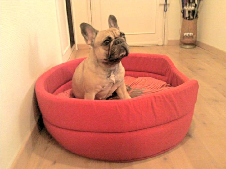 Cléopâtre - Bouledogue Français (3 ans)