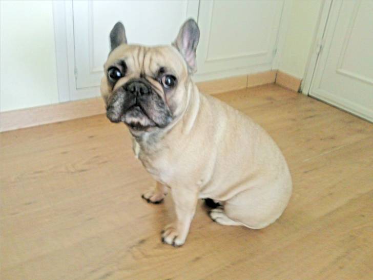 Cléopâtre - Bouledogue Français (3 ans)