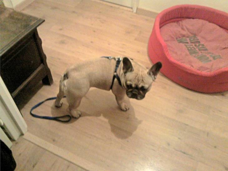 Cléopâtre - Bouledogue Français (3 ans)
