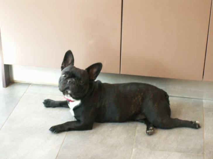Boulette - Bouledogue Français