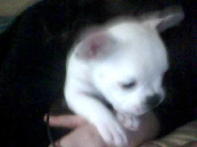 Betty - Bouledogue Français (2 mois)