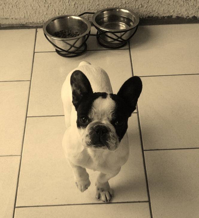 frimousse - Bouledogue Français (2 ans)
