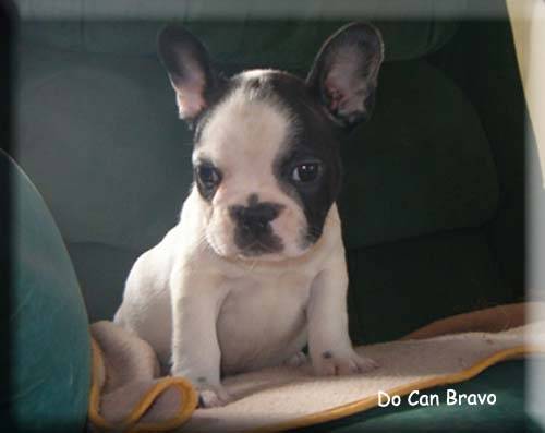 Niño - Bouledogue Français Mâle (6 ans)
