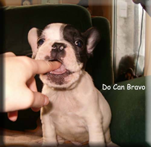 Fachán - Bouledogue Français Mâle (6 ans)