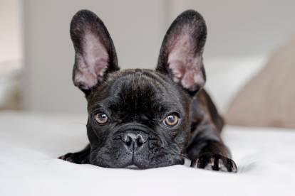 Un Bouledogue Français noir couché sur le lit