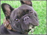mon bo loulou - Bouledogue Français Femelle (3 ans)