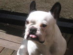 Charli - Bouledogue Français Mâle (8 ans)
