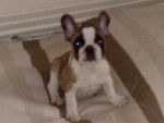 pucca - Bouledogue Français Femelle (9 mois)