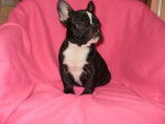 Blaze - Bouledogue Français Femelle (7 mois)