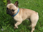 Junior - Bouledogue Français Mâle (10 mois)