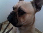 ipso - Bouledogue Français Mâle (7 mois)