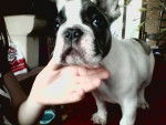 Jazz - Bouledogue Français Mâle (3 mois)