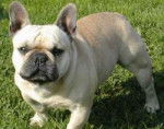 Bouledogue Français - Bouledogue Français