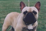 Bouledogue Français - Bouledogue Français