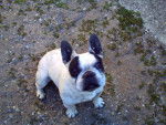 PACO - Bouledogue Français Mâle (9 ans)