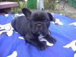 Hérros - Bouledogue Français Mâle (2 ans)