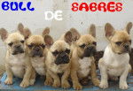 bb bull de sabres.- BOULEDOGUE FRANCAIS - Bouledogue Français