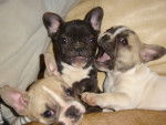 bahya bylly et buffy bull de sabres - bouledogue francais - Bouledogue Français