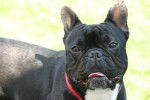 Bouledogue francais - Bouledogue Français