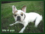 bouledogue français Ula - Bouledogue Français