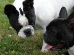 bouledogue français - Bouledogue Français
