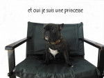 bouledogue français Daisy - Bouledogue Français