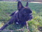 bouledogue français Daisy - Bouledogue Français