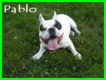 bouledogue français Pablo - Bouledogue Français