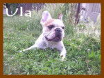 bouledogue français Ula - Bouledogue Français