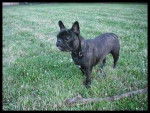 bouledogue français Daisy - Bouledogue Français