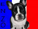 bouledogue français Enzo - Bouledogue Français
