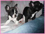 bouledogue français Enzo et Eva - Bouledogue Français