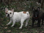 bouledogue français Ula et Daisy - Bouledogue Français