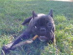 Bouledogue Français Daisy - Bouledogue Français