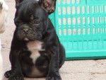 Bouledogue francais - Bouledogue Français (2 mois)
