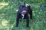 domino - Bouledogue Français Mâle (8 mois)