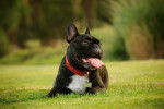 Photo Bouledogue Français