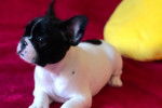 luna - Bouledogue Français Femelle (3 mois)