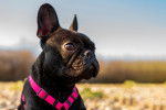 Photo Bouledogue Français
