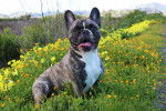 Photo Bouledogue Français