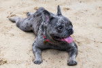 Photo Bouledogue Français