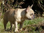 Easy - Bouledogue Français Femelle (3 ans)