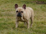 Easy - Bouledogue Français Femelle (3 ans)