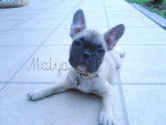 Malya - Bouledogue Français Femelle (2 ans)